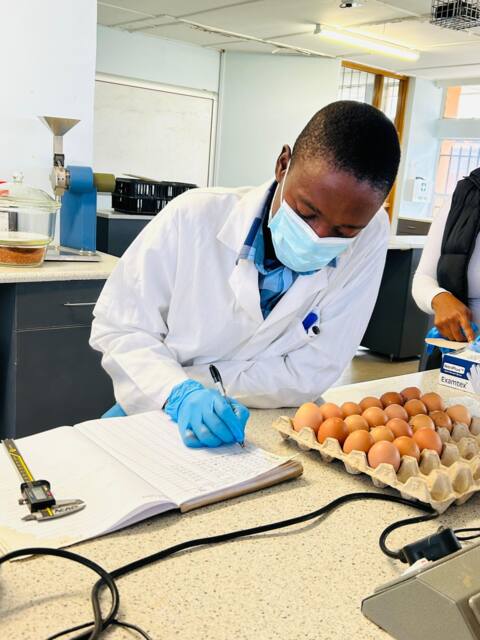 Recording egg weight