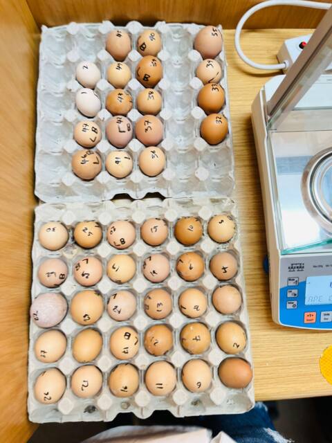 Determining eggshell thickness