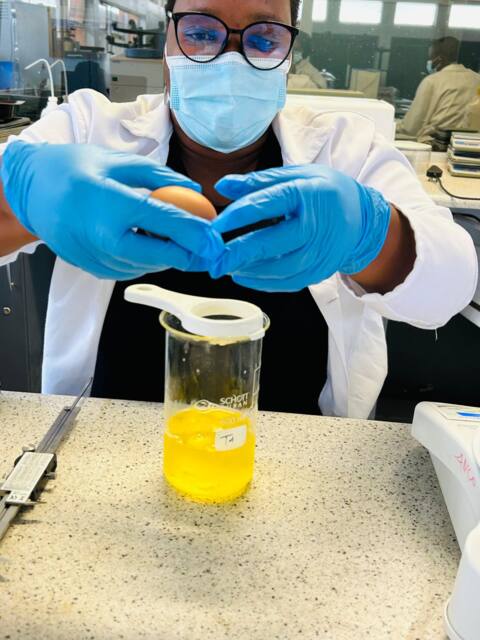 Ms Hlokoe breaking an egg to collect internal egg quality traits